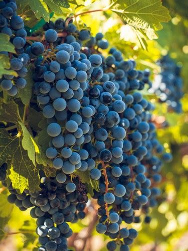 Wine Grapes Varieties And Styles California Winery Advisor