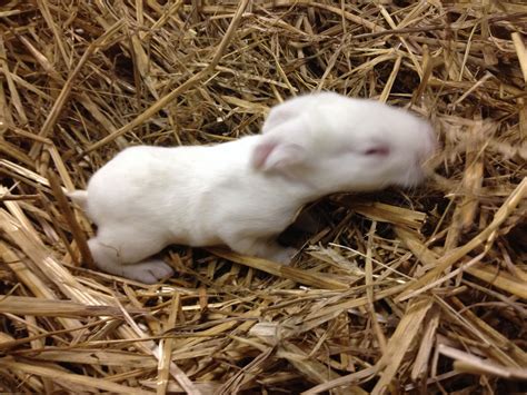 New zealand rabbits are available in five colors recognized by the american rabbit breeders' association (arba): Flemish Giant/NewZealand white cross | Animals, New ...