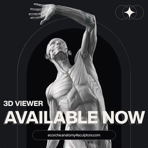 Artstation Écorché 3d Model Online Anatomy For Sculptors Anatomy