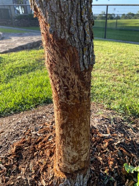 Porcupine Damage To Trees Backbone Valley Nursery