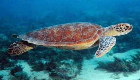 Características Distribución Y Amenazas De La Tortuga Plana