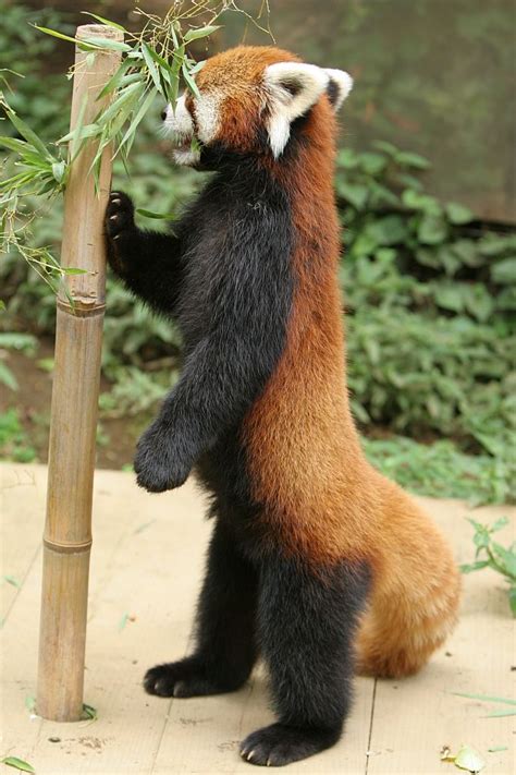 Малая панда рыжая панда Red Panda Cute Red Panda Animals Beautiful