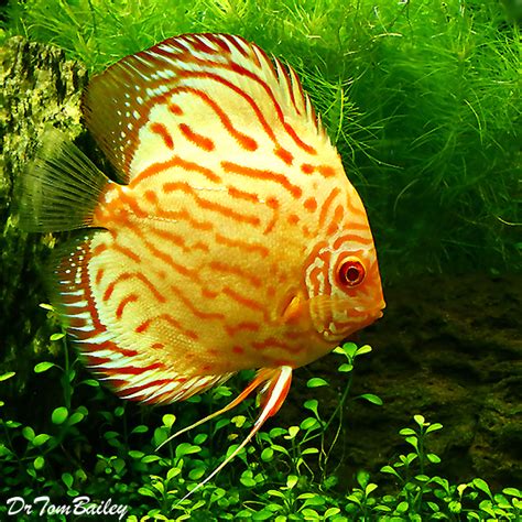 Call or email for more information. Discus Fish for Sale Online