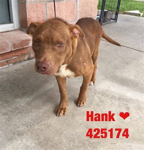 Enjoy traveling with your furry pal at one of 37 hotels or accommodations that accept pets. NEED HELP NOW, LAST DAY.****San Antonio, TX, Animal ...