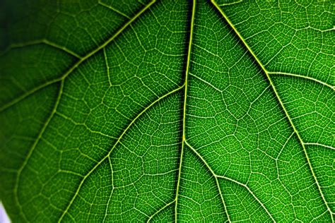 Leaf Macro Green · Free Photo On Pixabay
