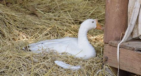 It appears the she was egg bound but somehow still able to continue laying other eggs without poultry scientist here :) are your goose eggs often white and black speckled? How to Keep Geese: A Comprehensive Beginner's Guide ...