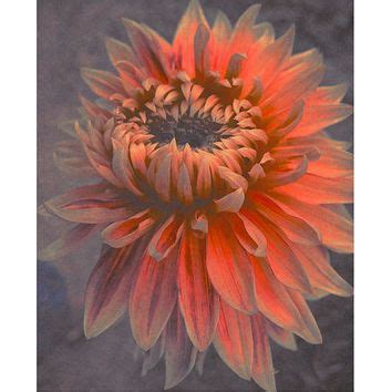 Learning about paint color and how to choose the right color for your home. Chrysanthemum fine art flower print.Salmon colored flower ...