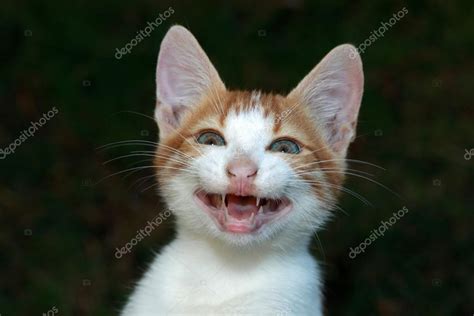 Smiling Cat Stock Photo By ©mayerberg 25457177
