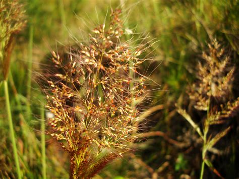 Each grass type is suited primarily for one or the other seasons. Asisbiz Australia Queensland native Grass 13