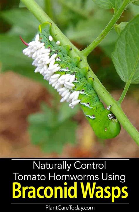 Here are tips on how to identify, control, and get rid of tomato hornworms in your. How To Use Braconid Wasp For (#1 Hornworm) Garden Pest Control