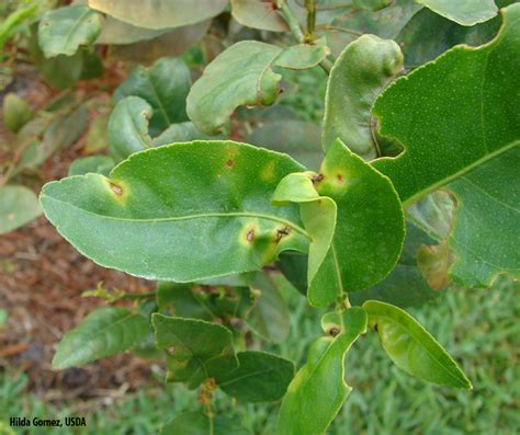 Keylime trees make a perfect patio plant, anywhere in the country. Factsheet - Lime anthracnose