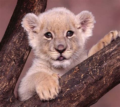 22 Best Little Lions Images On Pinterest Big Cats Wild Animals And