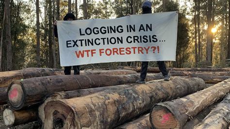 Petition To End Public Native Forest Logging To Be Debated In Nsw