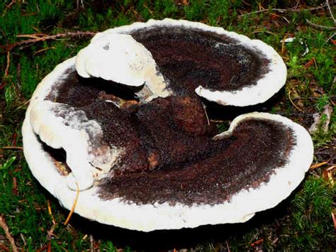 Shelf Mushroom Identification Pictures And Information Green Nature