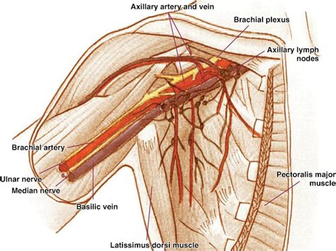 Axillary Lymph Nodes Anatomy Anatomy Diagram Source