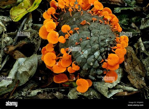 Orange Pore Fungus Favolaschia Calocera Stock Photo Alamy