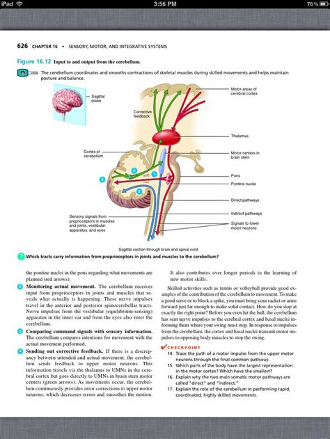 Principles Of Anatomy And Physiology Chapter 16 Sensory Motor And Integrative Systems 21