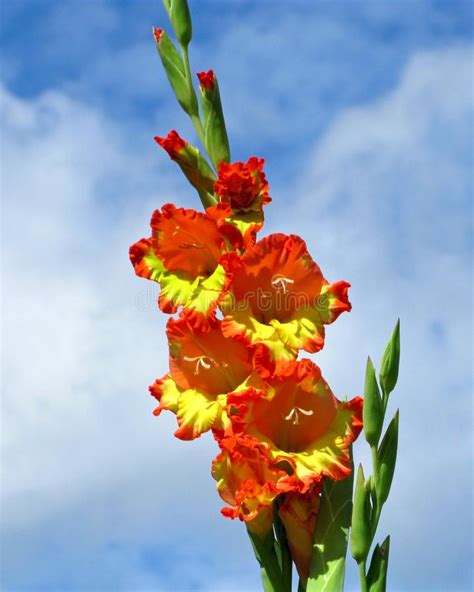 Gladiolus Blooming Orange Yellow Flowers Close Up Stock Photo Image