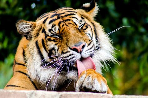 Sumatran Tiger Panthera Tigris Sumatrae Zoochat