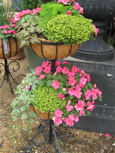 Shade Combo Planters With Impatiens Moss Asparagus Fern Fittonia And