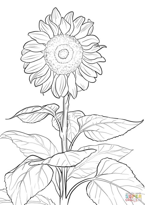 Sunflower Coloring Page Free Printable Coloring Pages