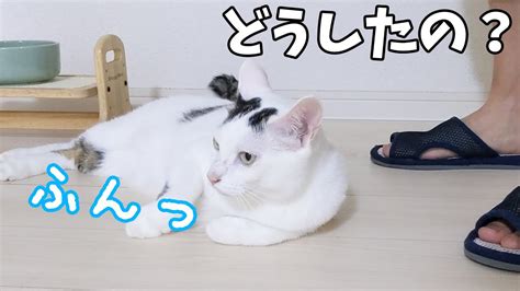 構ってもらえなくて拗ねてしまうお喋り猫 Youtube