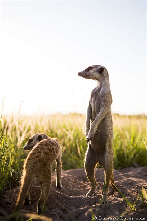 A Pair Of Meerkats Burrard Lucas Photography