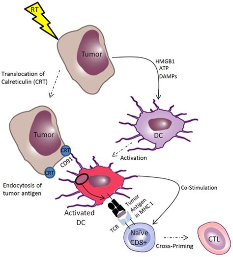 Frontiers Combinations Of Immunotherapy And Radiation In Cancer