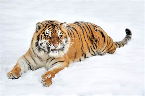 Hermoso Tigre Siberiano Salvaje En La Nieve Foto Premium