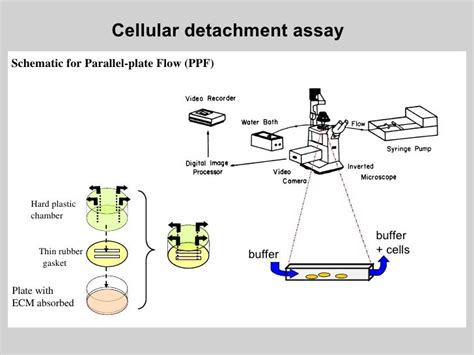 Cell Adhesion Assay