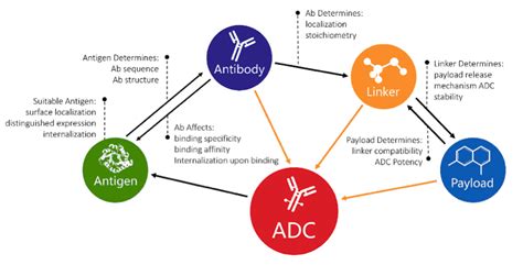 Antibody Drug Conjugate Development ADC Review