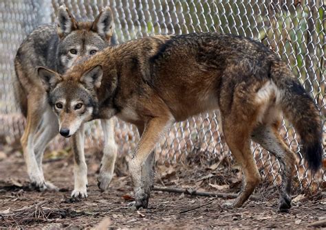 Its A Dogs Life Among Red Wolves In Eastern North Carolina The