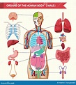 Chart Showing Organs of Human Body Stock Vector - Illustration of ...