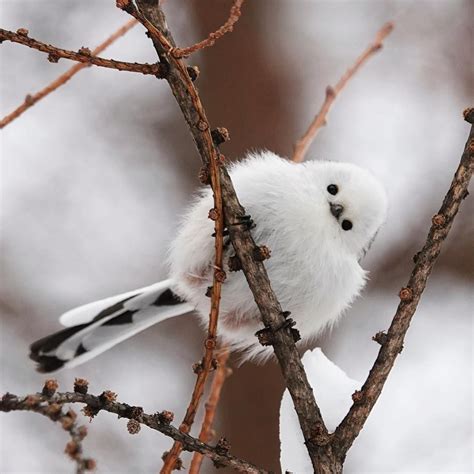 ＃シマエナガ 雪の妖精 Pretty Birds Cute Birds Beautiful Birds Animals