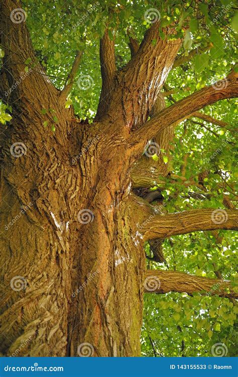 Linden Tree With Old Bark Stock Image Image Of Season 143155533