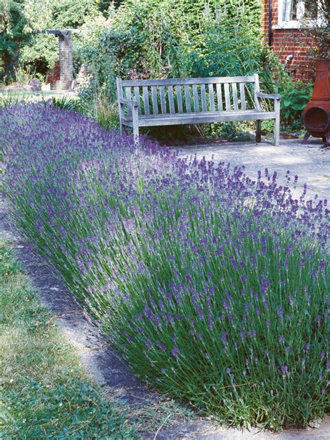 How To Plant Grow And Care For Lavender Beautiful Gardens Lavender