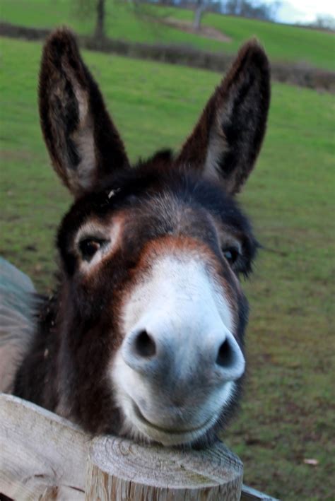 Donkeys Are The Cutest