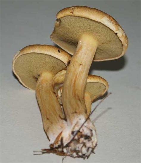 Common Edible Mushroom Photo