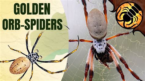 Golden Orb Weavers A Guide To Australian Spiders Youtube