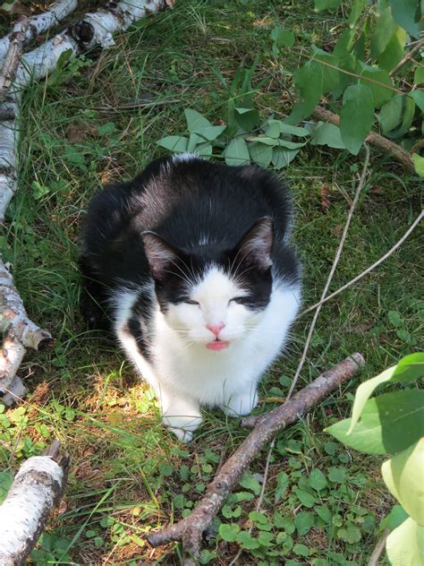 Mommy cat calling for her kittens. Mama Kitty meowing at me | Kitty baby, Kitty, Animals