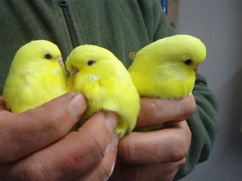 Baby Exhibition Lutino Budgies Kingswinford Dudley