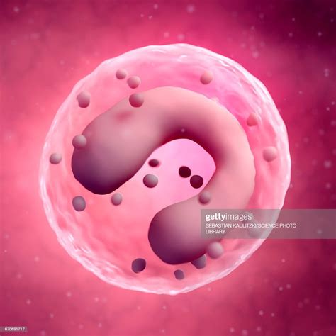 Monocyte High Res Vector Graphic Getty Images