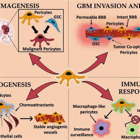 Diagram Showing The Multifaceted Role Of Pericytes In Various