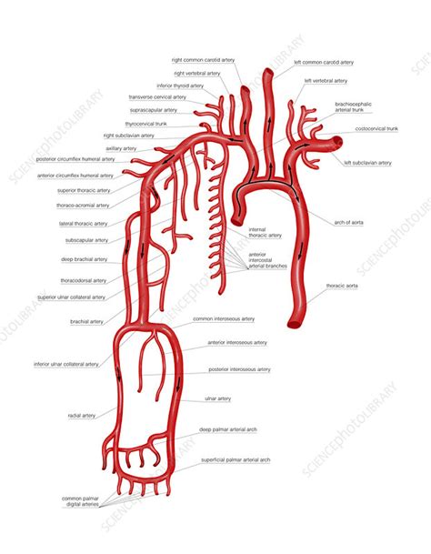Arterial System Of The Upper Body Stock Image C Science Photo Library