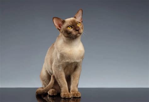 Burmese Origini Prezzo Caratteristiche E Allevamenti Il Mio Gatto