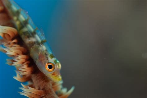 Wier Coral Goby One Of The Smalles Fish In The Ocean Smithsonian