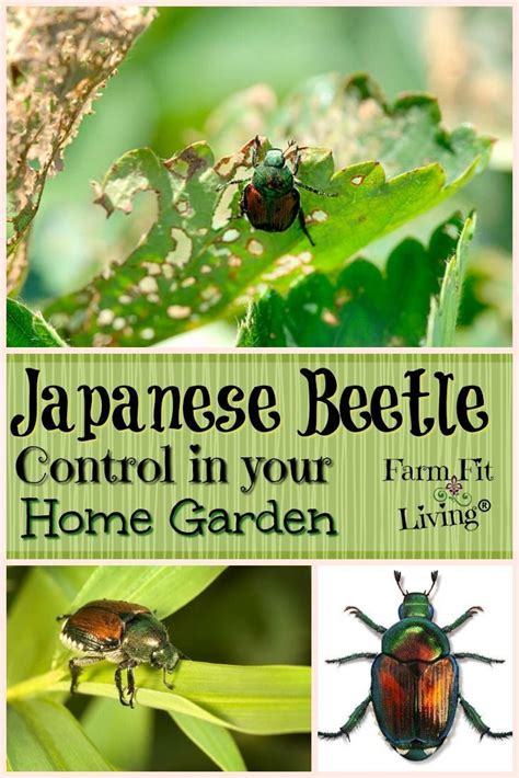 Japanese Beetle Control In Your Home Garden Japanese Beetle Control