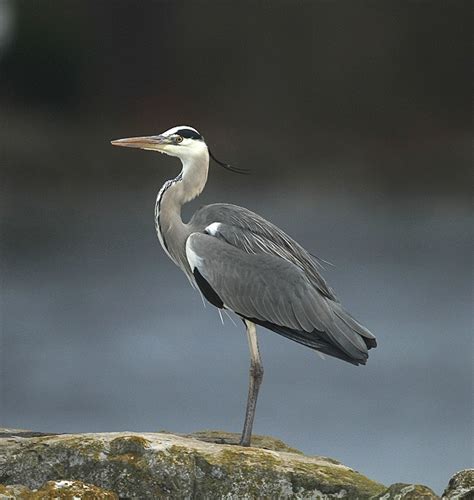 Grey Heron Ardea Cinerea Héron Cendré — Wildechoes