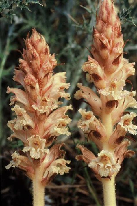 Orobanche Loscosii Sp Nov Pr Marivella Calatayud Zaragoza