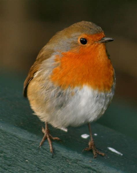 Robin Free Photo Download Freeimages
